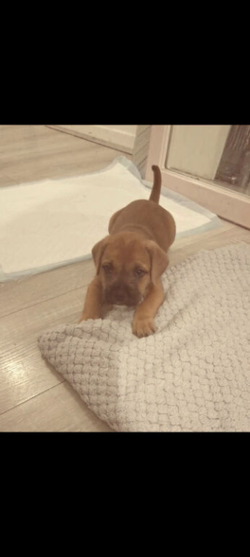 Male Mixed breed puppy for sale in oxford