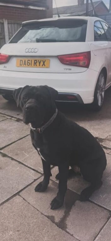 4 year old cane corso
