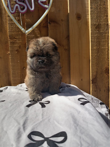 Chow chows