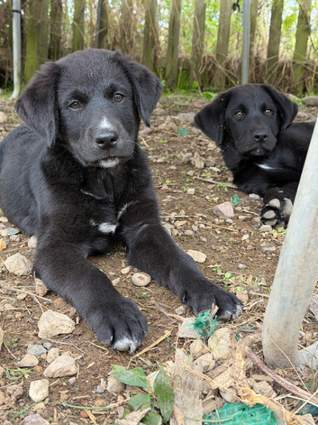 Gorgeous chunky Labernese puppies