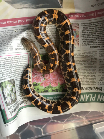 2 male Mullers sand boas (rare)