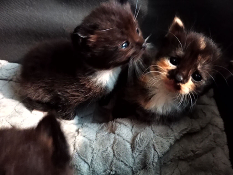 Kittens 6 weeks old