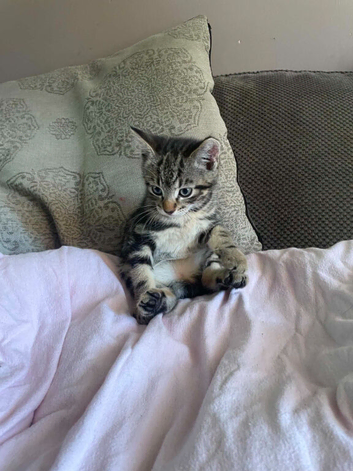 Kitten
