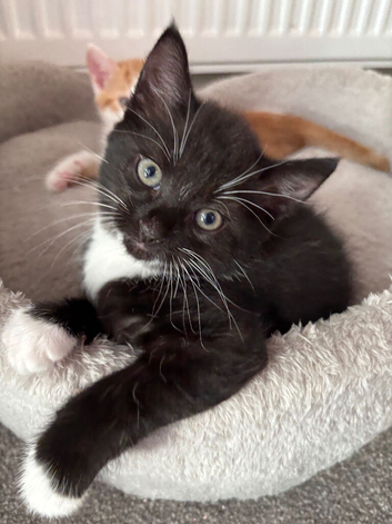 13 weeks old Kittens Looking for a Loving Forever Home!
