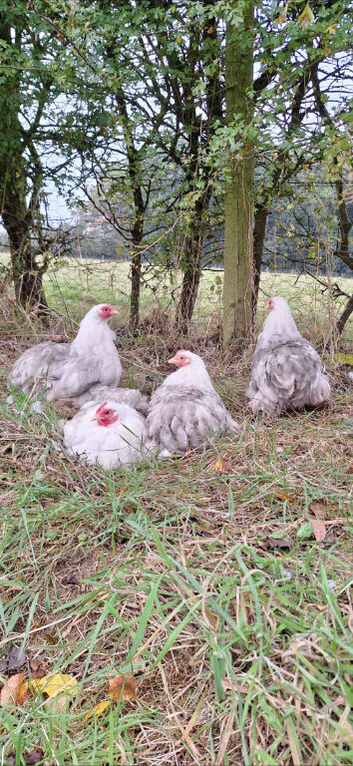 Pekin bantam hatching eggs and day old chicks
