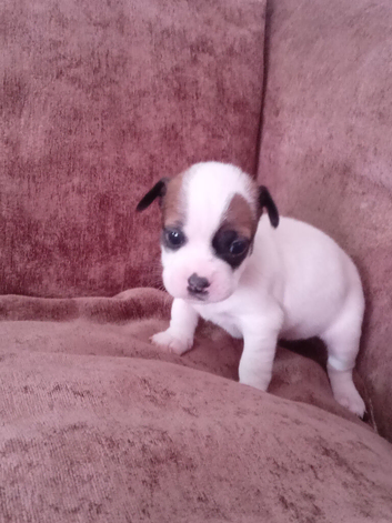 Jack Tzu puppies for sale
