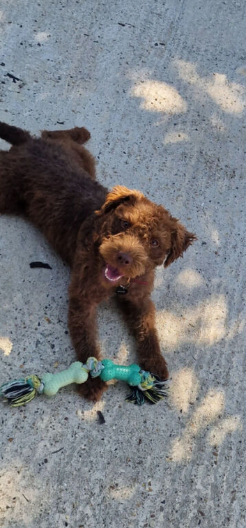 Patterdale pups (nick stevens lines)
