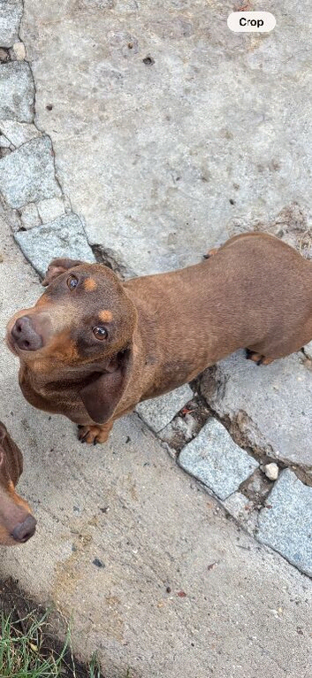 Beautiful dachshund boy