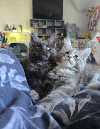 Tica Registered Maine coons Ready Now!