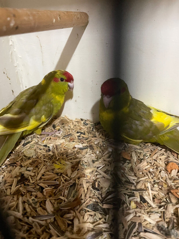 Young baby kakarikis