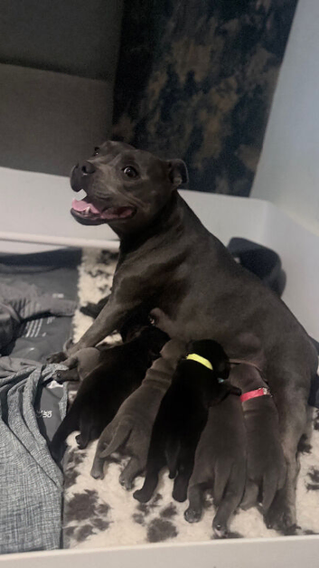 KC and champion bloodline Staffordshire bull terrier puppies