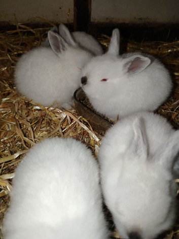 Californian White 1 DOE KIT LEFT