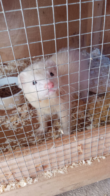 Ferret