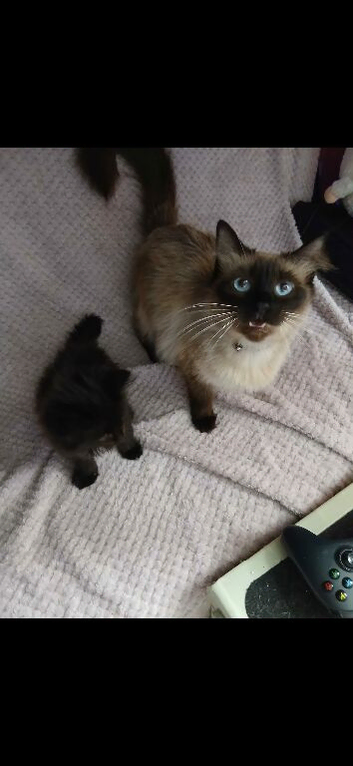 Ragdoll x Maine coon