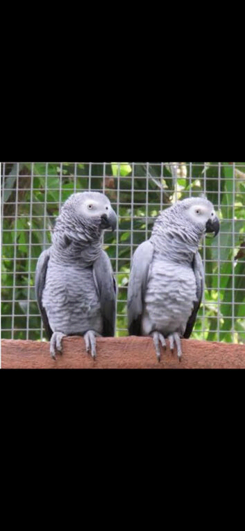 Parent reared wild female african grey