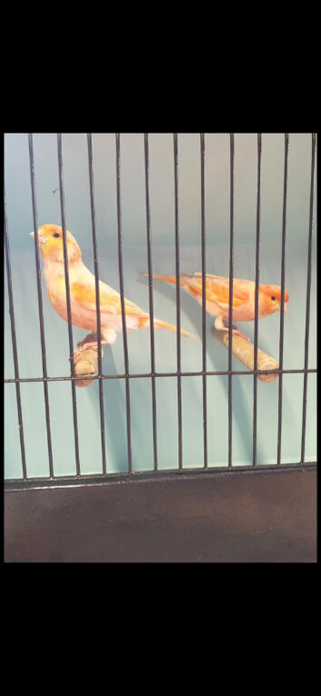 Red mosaic canaries