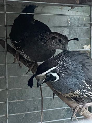 Various pairs of California quail