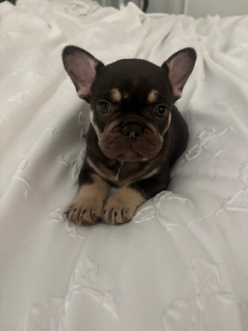 GIRL PUPPY FRENCH BULLDOG