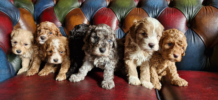 Gorgeous f1b Cavapoo puppys.health tested parents