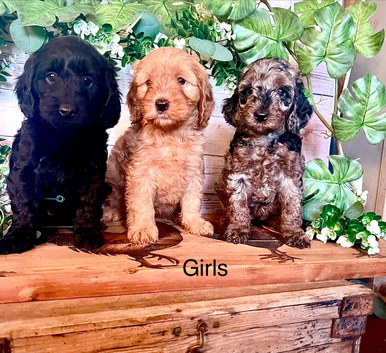Quality Cockapoo Puppies Rare Merle Red Black