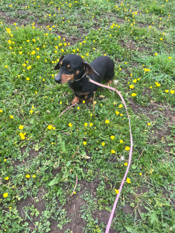 Miniature Dachshund female dog