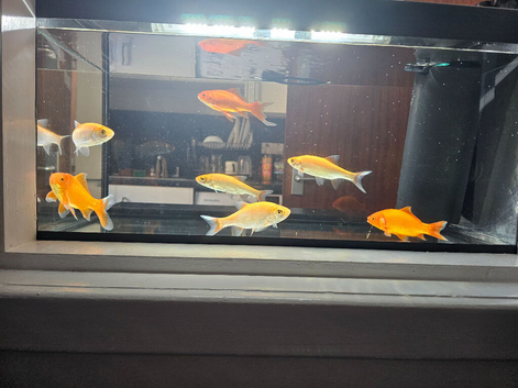 9 fish and fish tank for sale