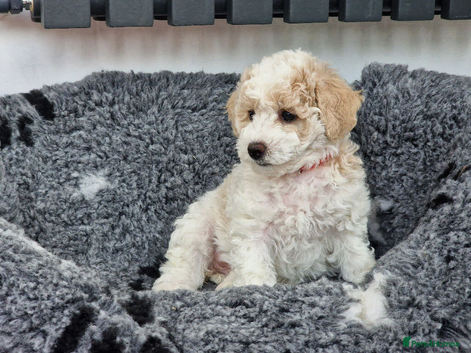 Beautiful Poochon Puppies