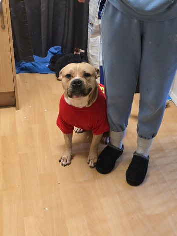 Loving, Loyal, and Protective: 5-Year-Old Standard American Bully Not XL Needs a Devoted Home