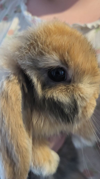 2 rabbits