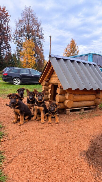 MEDIUM COAT GERMAN SHEPHERD PUPPIES LOOKING FOR LOVING HOMES