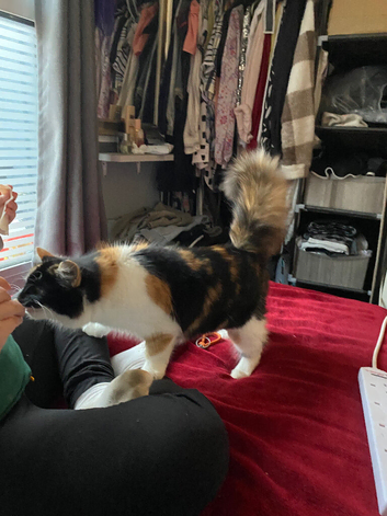 Calico kittens