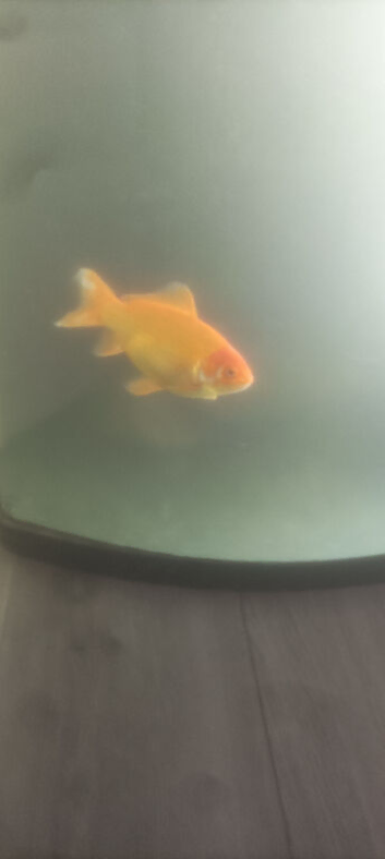 Goldfish