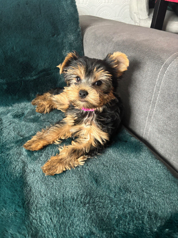 Beautiful puppies ready for new homes!