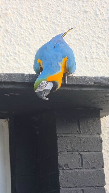 Blue & Gold Macaw