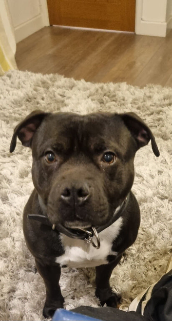 Staffie for stud