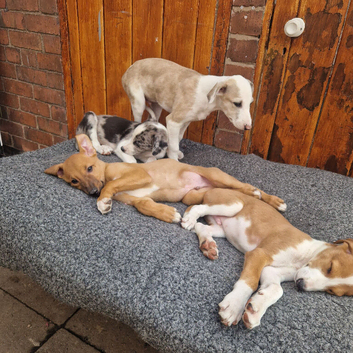 Lurcher pups collie cross