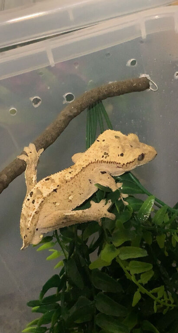 Crested geckos