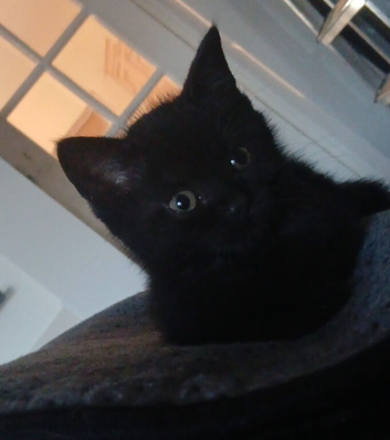 1 male bsh x bengal  available ,mum is full lilac bsh