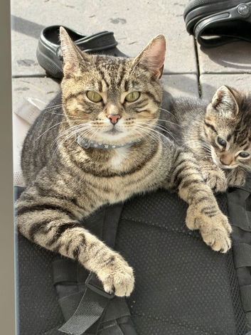 Kittens