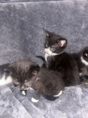 Baby kittens