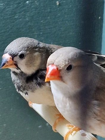 Zebra finch