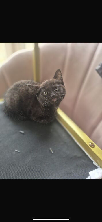 Beautiful kittens for sale