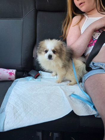 Male Pomeranian
