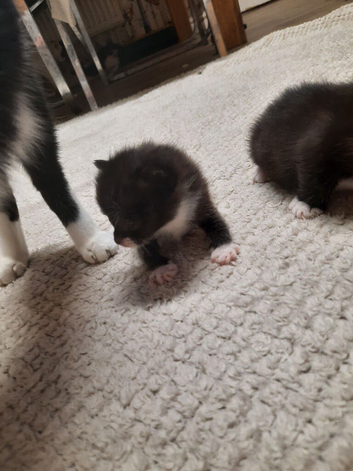 3 week old kitten for sale but not ready for another few weeks