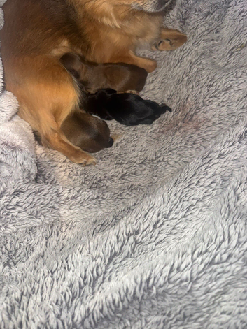 Yorkie Biewer chihuahua mix (chiyorkie)