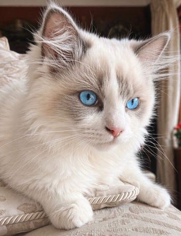 Ragdoll female