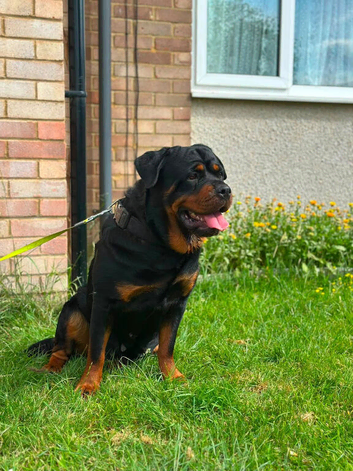 Rottweiler female