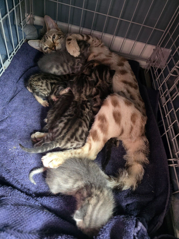 Bengal kittens
