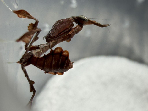 Phyllocrania Paradoxa(ghost mantis)