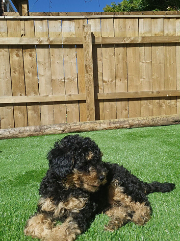 Kc registered toy poodles